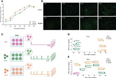 Temporally integrated transcriptome analysis reveals ASFV pathology and host response dynamics